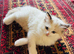 Fabulous Pure Bred Ragdoll Kittens