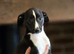 2 black and white kc whippet pups
