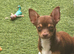 6 months old beautiful Chihuahua