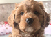 Cavapoo puppies for sale