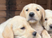 Pure Labradors ready now.