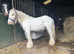 Gypsy cob