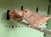 Orange Zebra Finches