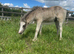 Beautiful registered wpcs grey mare with cob foal at foot