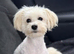 Three years old Maltipoo girl