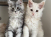 Stunning litter of Maine coon babies