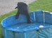 ***LABRADOR BOY PUPPY***