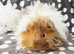 Pure Lunkarya boar