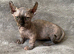 Beautiful Rare Sphynx Dwelf Female Kitten