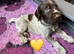 Kc reg german wirehaired pointer puppies for sale