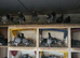 Stock racing pigeons