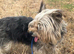 Small female Yorkie