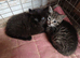 Fluffy rescue kitten