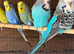 Adorable budgies for sale