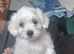 Sweet Maltese puppy's