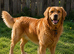 Golden Retriever Puppies – Raised with Love