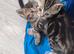 3 tabby&rsquo;s ready in 2 weeks