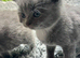British short hair kittens