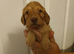 9 cockapoos left