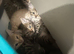 British shorthair x