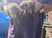Ferrets for sale