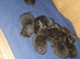 New lil ninjas