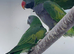 Derbyan parakeet