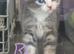 Beautiful kittens