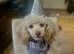 Monty Moonshine KC Caf au Lait Toy Poodle Stud