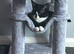 Male kitten