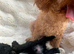 Beautiful Toy Poodle both males