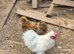 Pair of Silkies
