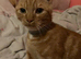 Kittens for sale