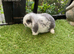 Mini lop baby rabbits *READY NOW*
