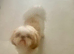 Rehoming Dog