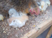 Pekin bantam chicks