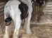 Black& white cob colt