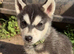 2 x husky puppies