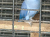 Violetfemale 2 year