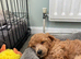 Red toy poodle puppies