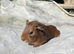4 baby boars