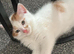 Two stunning kittens brother and sister