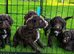 Gorgeous Chocolate F1 Sproodle Puppies *2 Left*