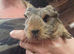 Baby Guinea pigs
