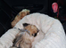 For Sale a Pugzu