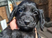 3 Gorgeous working cocker spaniel puppies Ready to leave now