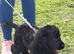American cocker cross poodle