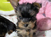 Beautiful Yorkshire Terrier Puppies