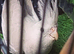 Jevineile female cockatiel