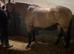 16hh TB gelding